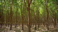 |Divulgação Green Talex
