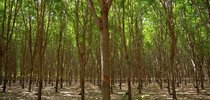 |Divulgação Green Talex