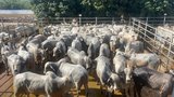 |Divulgação Texto Comunicação 