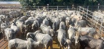 |Divulgação Texto Comunicação 