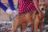 Iniciada no final de abril, a campanha neste ano tem a meta de vacinar aproximadamente 34 mil cães e gatos|Thiago Santos