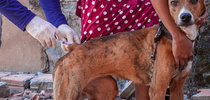 Iniciada no final de abril, a campanha neste ano tem a meta de vacinar aproximadamente 34 mil cães e gatos|Thiago Santos