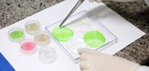 Película comestível serve como a tripa para o invólucro de embutidos|Valter Campanato/Agência Brasil
