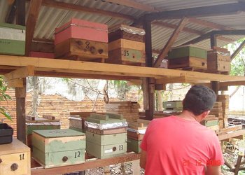 Meliponário em Araguaína - Wandro Cruz Gomes