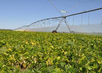 Cultivo com o pivô central é uma técnica que controla o uso da água e, consequentemente alcança ótima produtividade | Foto: Juliano Ribeiro