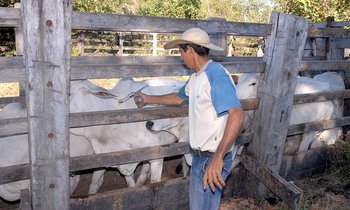 O Tocantins chega a duas décadas celebrando o status livre da aftosa 