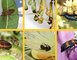 Fauna do cerrado - Foto - Fernando Tatagiba