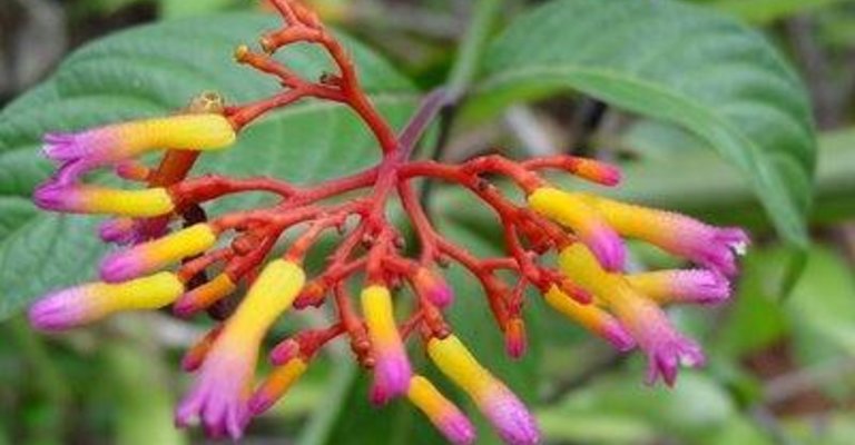 Flor do cerrado - Foto - Divulgação