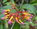 Flor do cerrado - Foto - Divulgação
