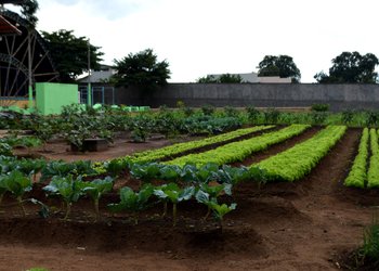 Hortaliças são 100% orgânicas e cultivadas no Case Palmas