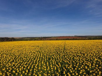 Floração de lavoura de girassol na região de Ipameri (GO)