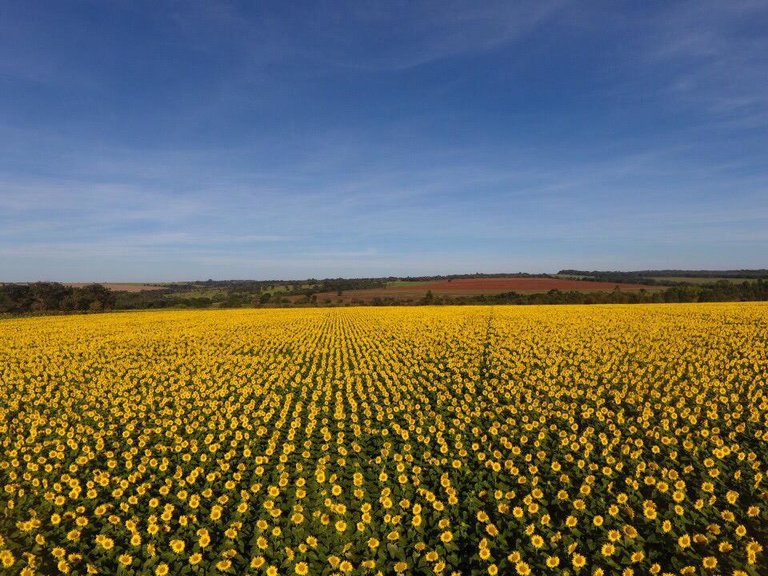 Floração de lavoura de girassol na região de Ipameri (GO)