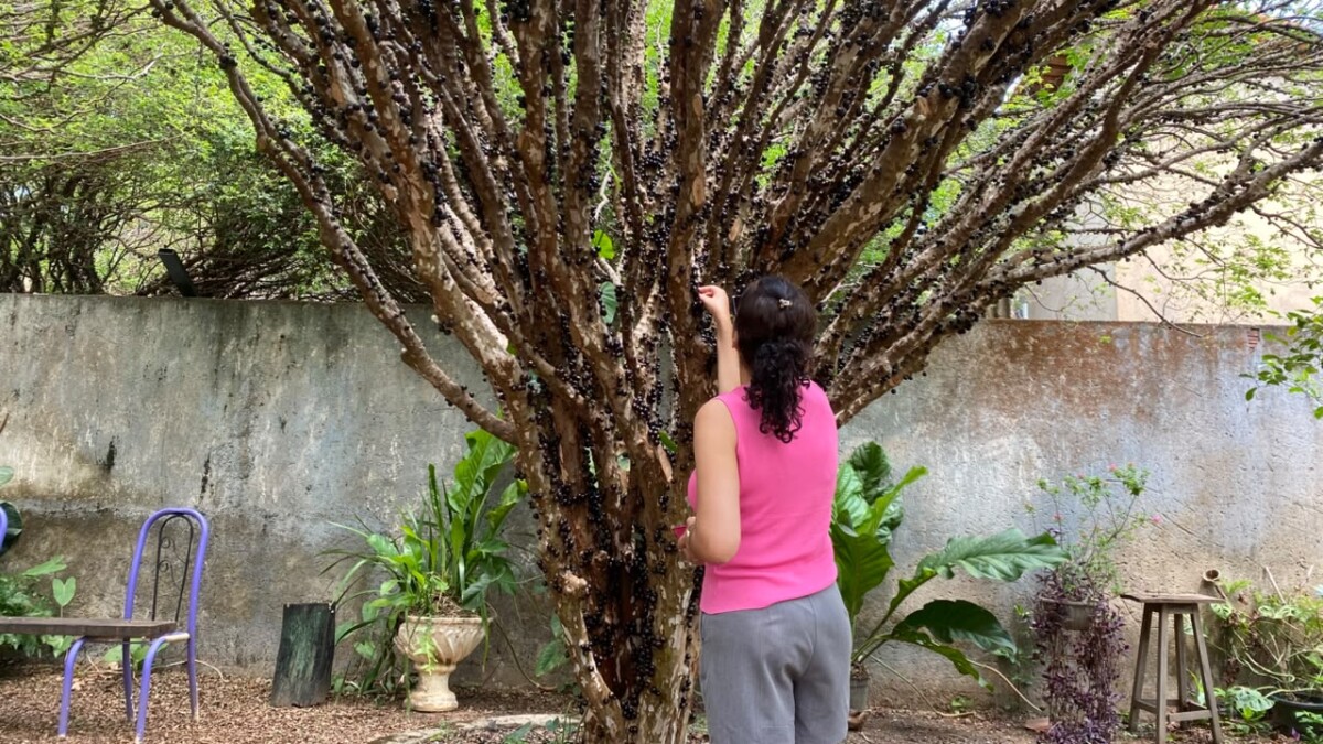 Festa da Colheita da Jabuticaba segue com programação gastronômica e cultural em Taquaruçu