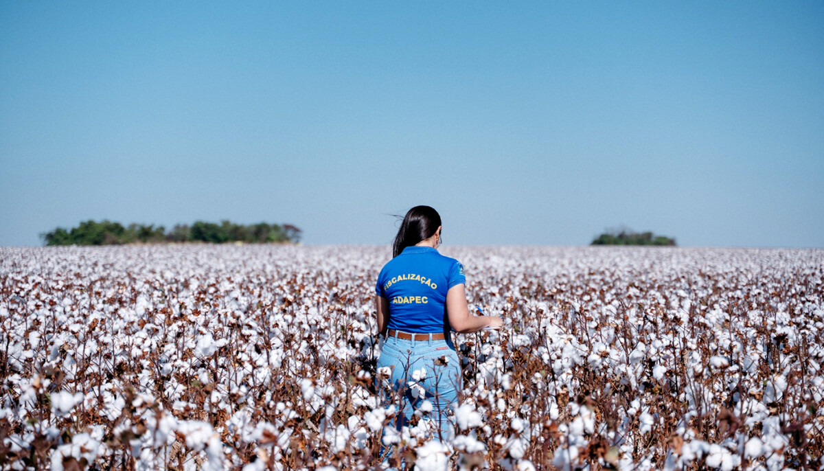 Agrolink publica diretrizes para o vazio do bicudo-do-algodoeiro no Tocantins